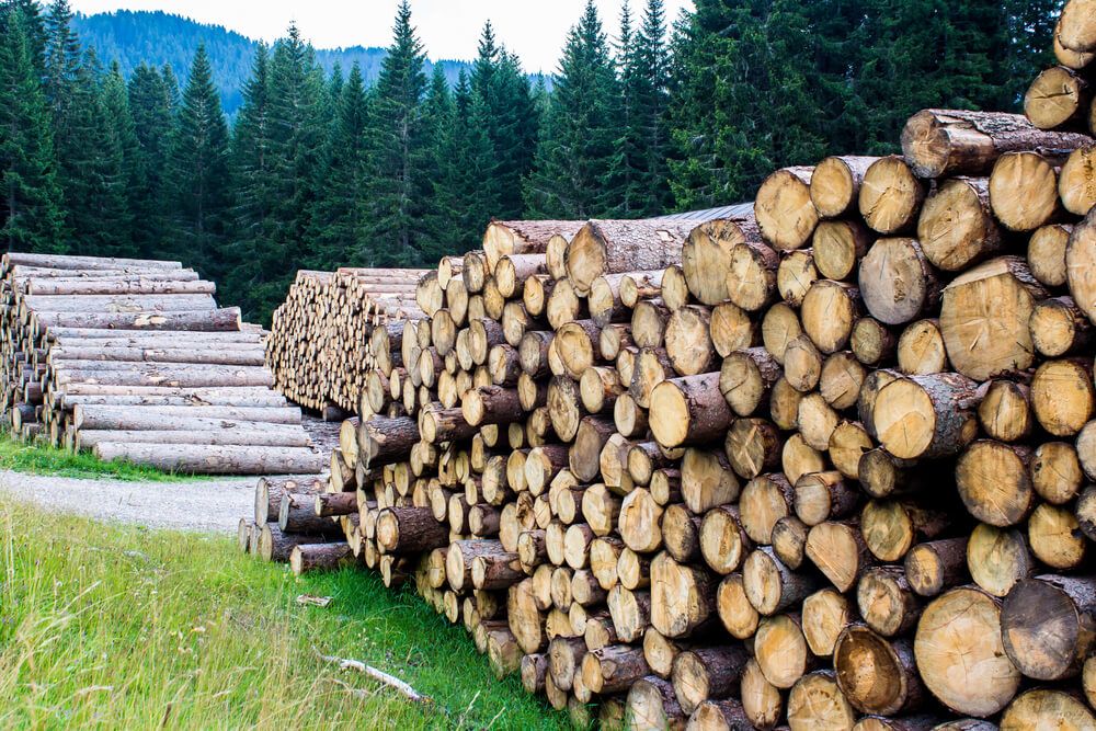 Рік другий. Куди привів Україну мораторій на експорт лісу-кругляку?