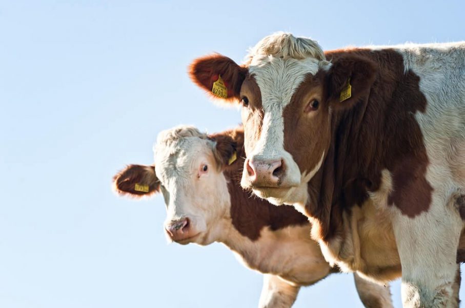 ukrainian cow