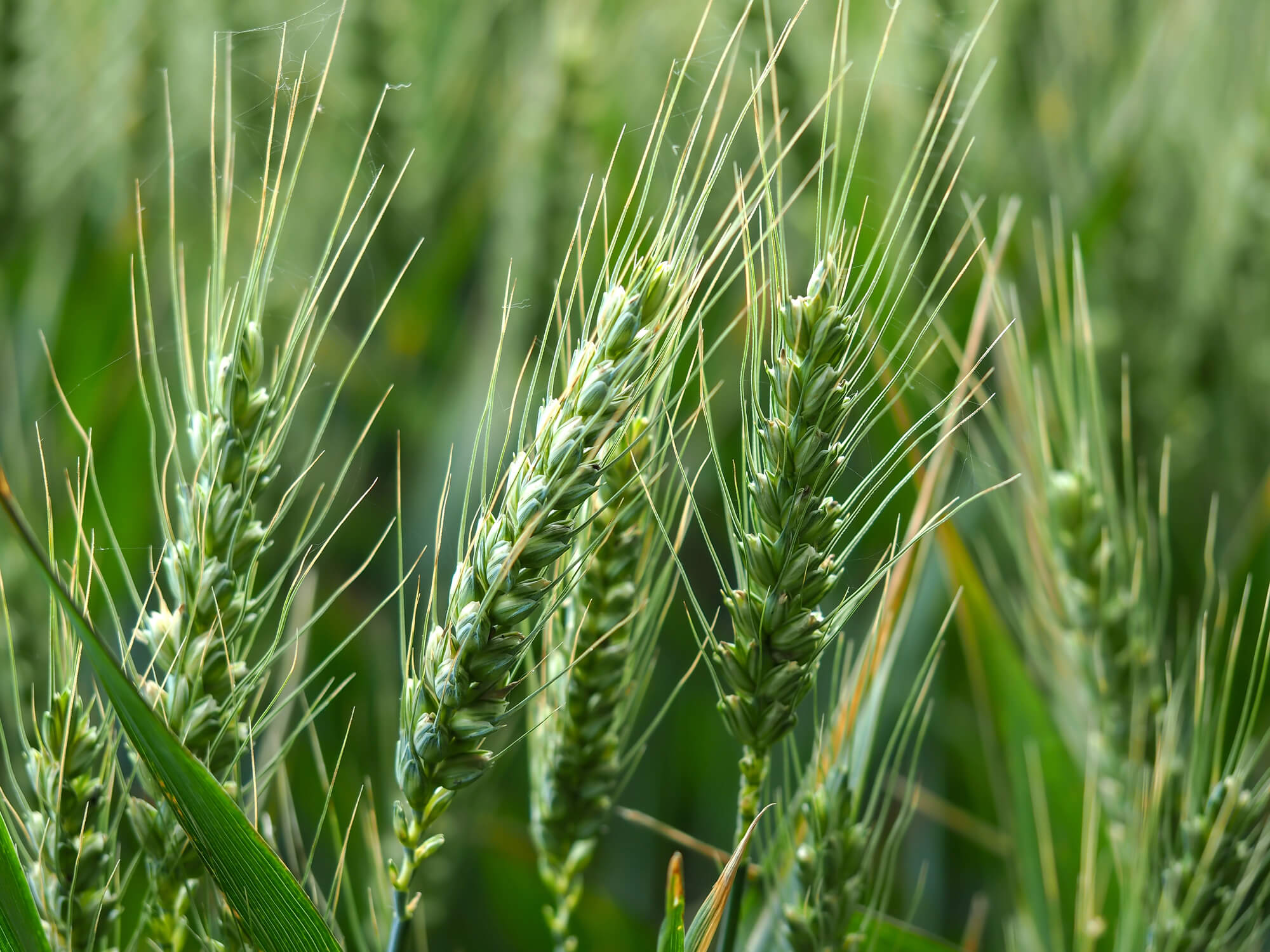 From Battlefield to Market: How Disruptions in Ukraine Affected Grain Price Trends